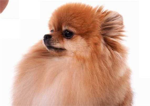 纯种博美犬的特点