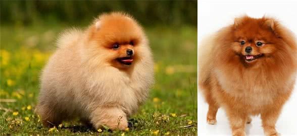 纯种博美犬的特点