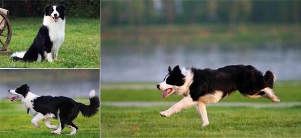 边境牧羊犬怎么养?饲养边境牧犬应注意哪些事项?