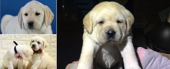 性格温顺的拉布拉多，比较适合做伴侣犬，这些特性你家狗子有吗?