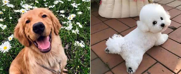 养狗就要养下面的,公认无攻击性