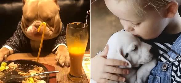 俗话说养狗能改命?原来是有科学依据的，不忽悠你