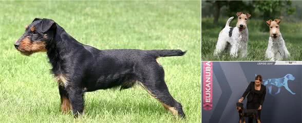 百科|德国猎梗，能量爆表的战斗猎犬