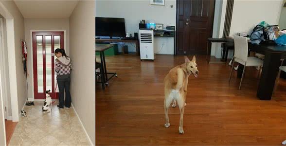 狗狗听到门铃狂吠不止?大声呵斥它只会更兴奋!如何让它不再乱叫