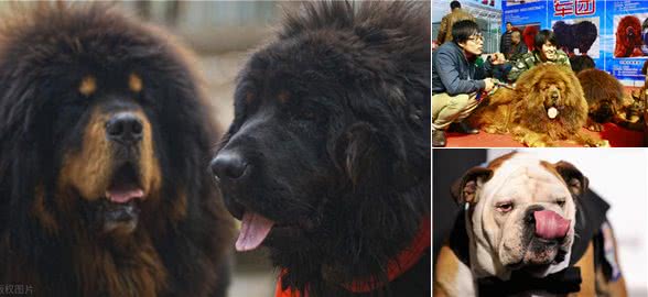 家中大狗养成记:6种可养大型犬推荐