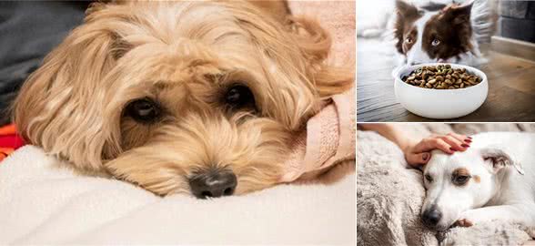 狗狗的无声告白：解读它们身体不适的5大信号