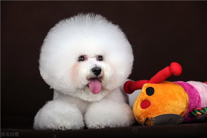 宠物店店主的经验总结：狗狗有泪痕怎么办?