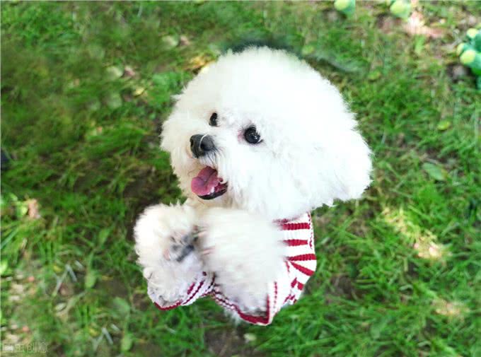 宠物店店主的经验总结：狗狗有泪痕怎么办?