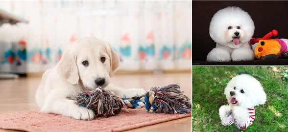 宠物店店主的经验总结：狗狗有泪痕怎么办?