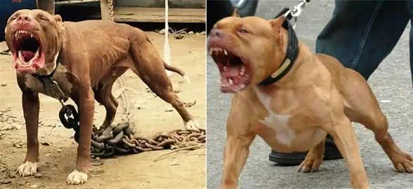 揭秘全球最凶残狗狗：杜高犬、南非獒犬等五大犬种上榜