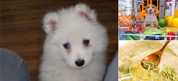 狗狗总上火?这几个降火妙招送给你