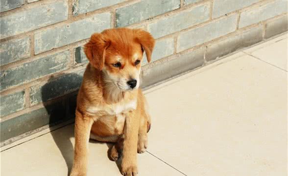 不二往事书:陈录事寺中成狗