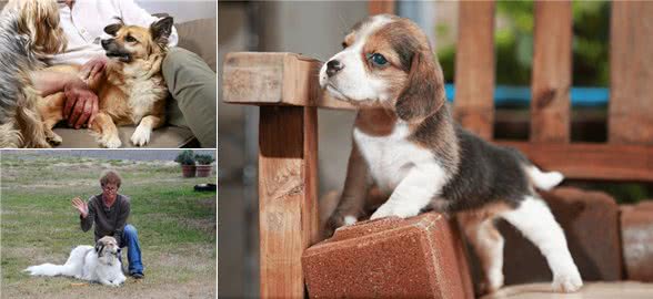 你会大声责备狗狗吗?研究表明，你责备狗狗并不会取得很好的效果