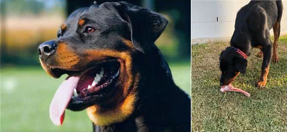 罗威纳这么凶,为何还那么多人说想养呢?