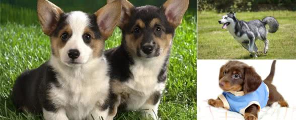 狗的进化史:如何从野狼变为人类最亲密的伙伴?