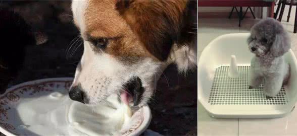 幼犬时期的狗狗，最可爱的阶段也是最折磨铲屎官的阶段