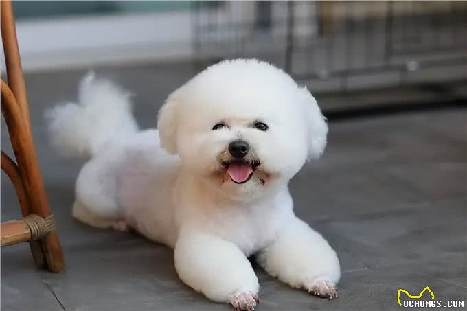 比熊犬：它和泰迪到底是什么关系，它的来历又是什么呢