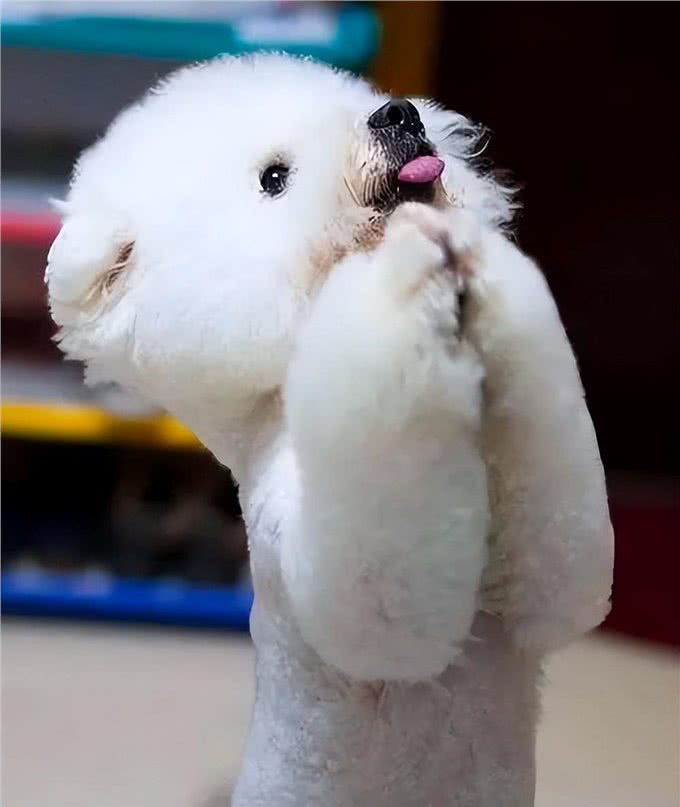 比熊犬：它和泰迪到底是什么关系，它的来历又是什么呢