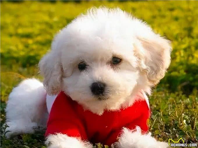 比熊犬：它和泰迪到底是什么关系，它的来历又是什么呢