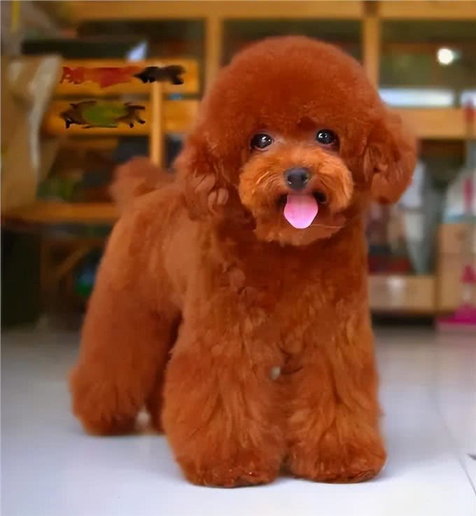 比熊犬：它和泰迪到底是什么关系，它的来历又是什么呢