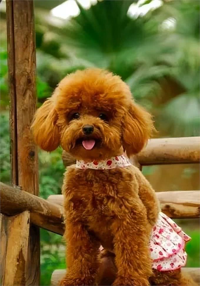 比熊犬：它和泰迪到底是什么关系，它的来历又是什么呢