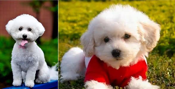 比熊犬：它和泰迪到底是什么关系，它的来历又是什么呢