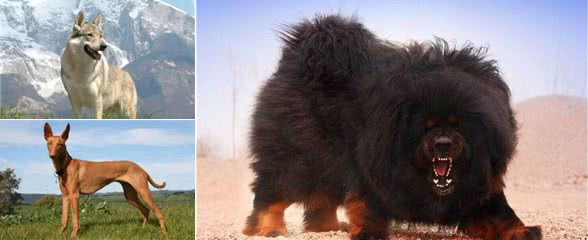 各个身价不菲盘点世界上最贵的几种狗狗