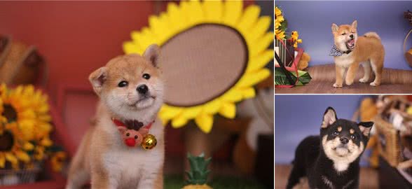 难挑?纯种柴犬怎么挑选?哪里能买到纯种柴犬?