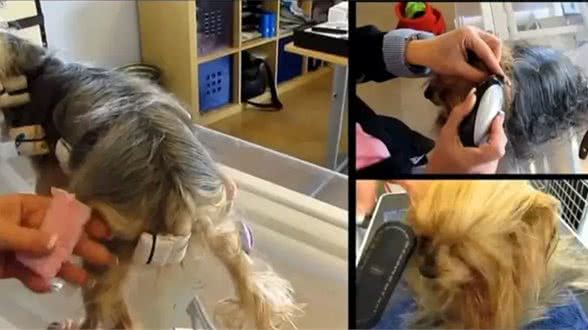 约克夏梗做了个拉发，毛发柔顺靓丽，变成漂亮的小公主