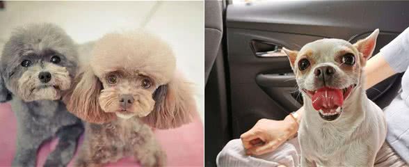 狗生到了老年，该如何照顾它的每一年