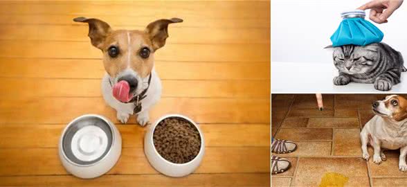 养狗狗前学会这4点知识,不仅能救下你的狗命,还能为你省下1万元