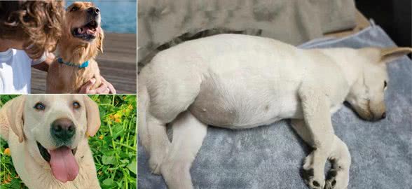 若狗有这些症状，说明身上全是寄生虫，可别忽视了