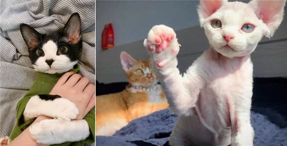 为何养德文卷毛猫的人多?网友:养了你会真香!