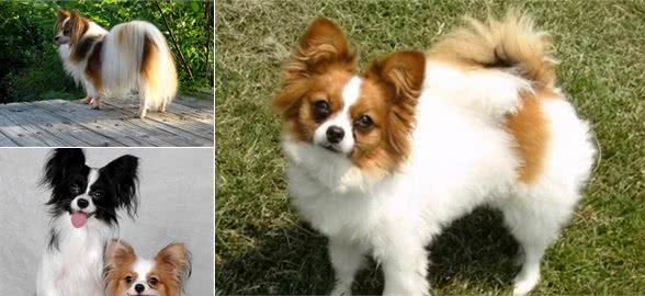 蝴蝶犬见红，是怎么回事?该如何帮助它们呢?