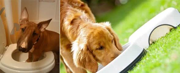 萌知识|这是一篇有味道的科普,狗狗便便知多少