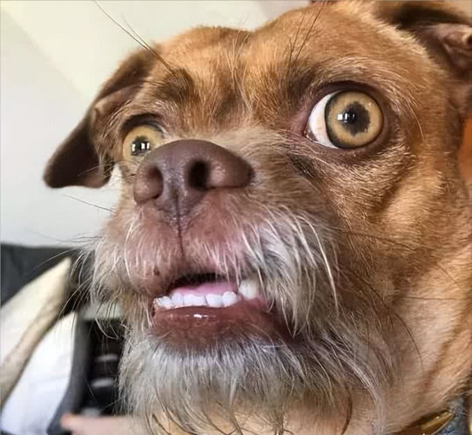 串串狗弃养率为什么这么高，原因出在这