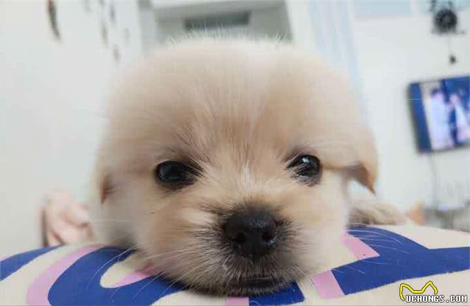 串串狗弃养率为什么这么高，原因出在这