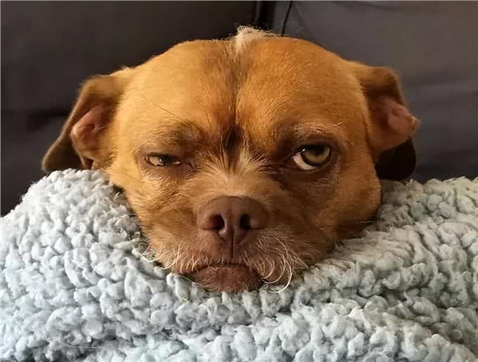 串串狗弃养率为什么这么高，原因出在这