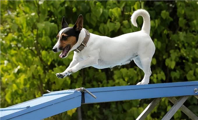 串串狗弃养率为什么这么高，原因出在这