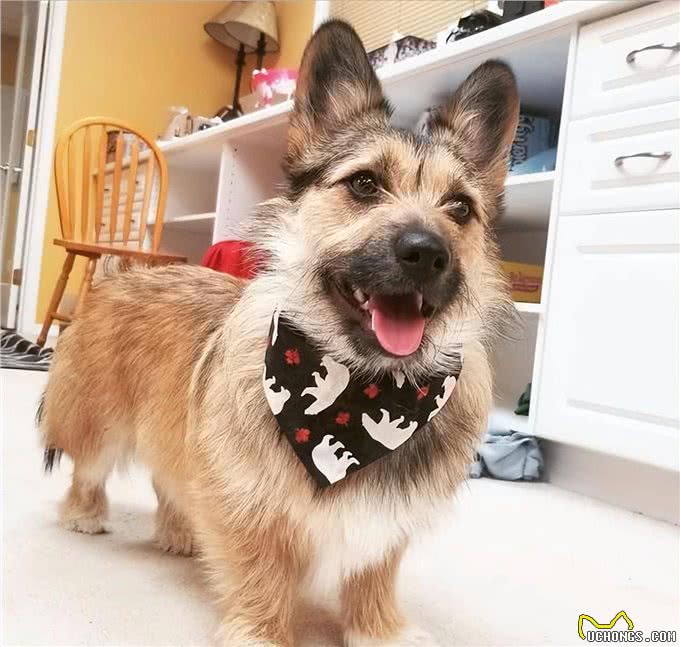 串串狗弃养率为什么这么高，原因出在这