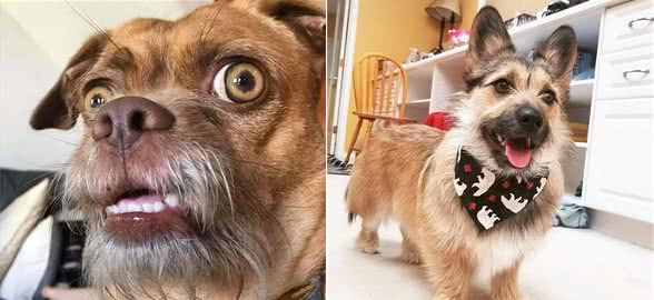 串串狗弃养率为什么这么高，原因出在这