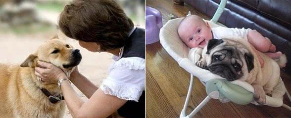 遭遇宠物杀手犬瘟热后怎么办，这些办法可保狗命