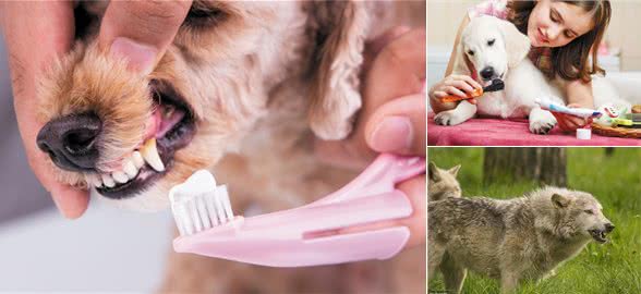 狗一定要刷牙吗?不刷牙的口腔健康吗?