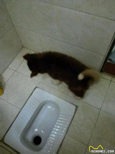 正确掌握狗狗排便信号，让你的新家杜绝污染