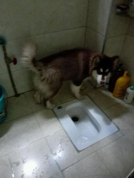 正确掌握狗狗排便信号，让你的新家杜绝污染