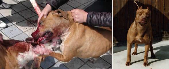 世界上战斗力最强最凶最狠的狗—比特犬,比藏獒还要厉害