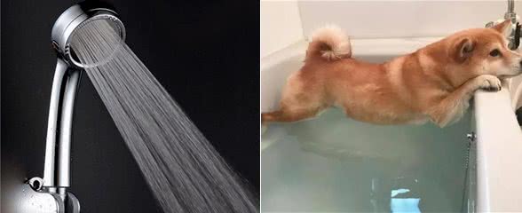 狗狗多久洗一次澡?原来这么多年都错了