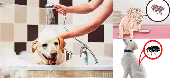 如果你家狗狗有这些症状，那么身上肯定有很多寄生虫