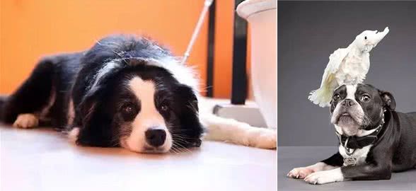 大热天，狗狗上火了怎么破!