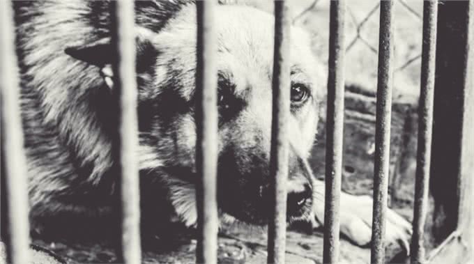 狗狗被主人锁在后院多年,第一次看到海,它激动得嗷嗷叫